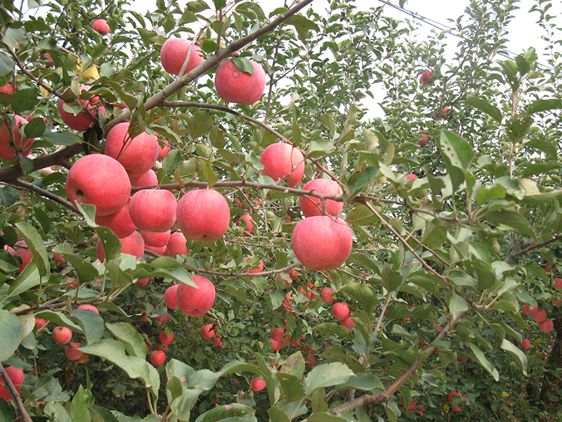蘋(píng)果生長(zhǎng)過(guò)程